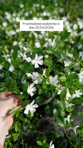 Barwinek pospolity  Vinca Minor  ‘Alba’ 