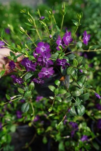 Barwinek pospolity Vinca minor ‘Atropurpurea