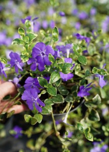 Barwinek pospolity Vinca minor Ralph Shugert 