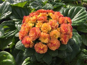 Primula Belarina Nectarine