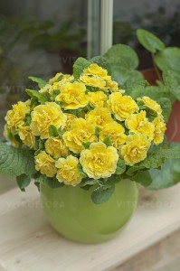 Primula Belarina Buttercup Yellow