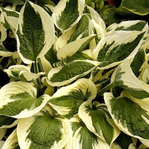Funkia, Hosta Patriot