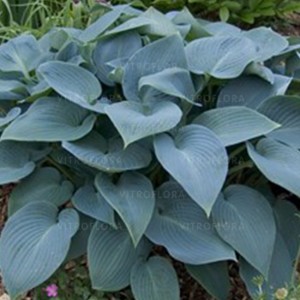 Funkia, Hosta Halcyon