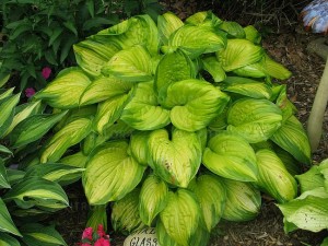 Funkia, Hosta Stained Glass