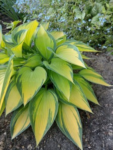 Funkia, Hosta June
