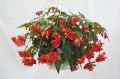 rosliny-jednoroczne-wiosenne_illumination_40883_2.jpg