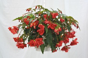 Begonia Illumination Rose