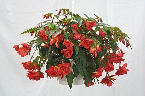 rosliny-jednoroczne-wiosenne_illumination_40883_2.jpg