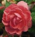 rosliny-jednoroczne-wiosenne_illumination_40884_2.jpg