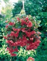 jednoroczne-wiosenne-doniczkowe-kwitnace_illumination_40884_2.jpg