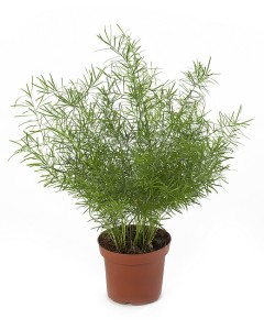 Asparagus densiflorus Sprerngeri