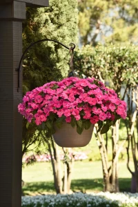  Niecierpek Pink Jewel 