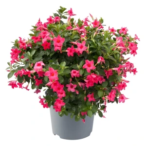 Sundaville Pink 