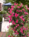 IMG_9829.jpeg