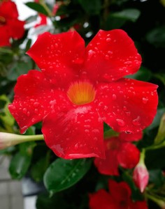 Sundaville Early scarlet 