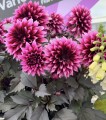IMG_0178.jpeg