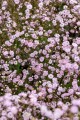 IMG_0684.jpeg