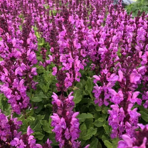 Szałwia omszona ‘Marvel Rose’ (Salvia nemorosa)