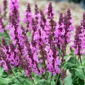 IMG_0688.jpeg