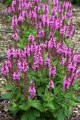 IMG_0691.jpeg