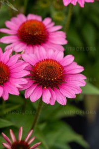 Jeżówka SunMagic Vintage Pink 