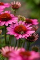 IMG_1882.jpeg