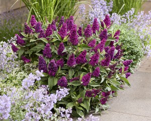 Budleja davidii Butterfly Candy Little Magenta