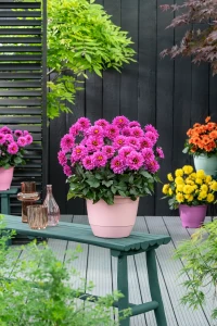 Dalia coccinea ‘Maxi Noir Lilac’ 