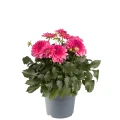 IMG_2067.webp