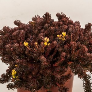 Rozchodnik ‘Chocolate Ball’ (Sedum)