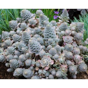 Rojnikowiec łuskowaty - Orostachys boehmeri Chinese Hat