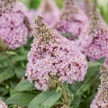 IMG_2834.webp