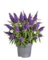 byliny-i-trawy_buddleja_75480_1.jpg