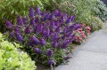 byliny-i-trawy_buddleja_75480_2.jpg