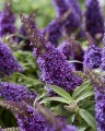 byliny-i-trawy_buddleja_75480_4 (1).jpg