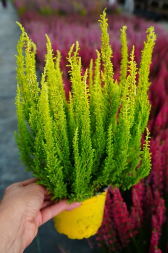 608b99cc-31df-48a0-ae57-1d635ed94c79.jpeg