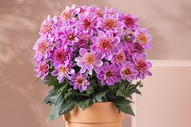 Dalia  coccinea ‘Maxi Pink Starbust'