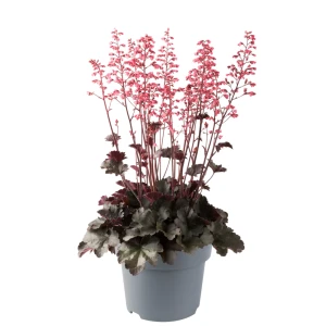 Żurawka Żurawka Heuchera villosa ‘Hip Hip Hooray