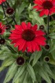 byliny-i-trawy_echinacea_74694_1 (1).jpg