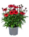 byliny-i-trawy_echinacea_74694_2.jpg