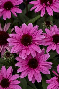 Jeżówka SunMagic Vintage Hot Pink 