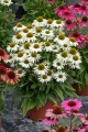 echinacea-white-pearl_5.jpg