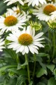 echinacea-white-pearl_7.jpg