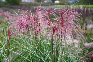Trawa Miskant chiński „Polonus” (Miscanthus sinensis)