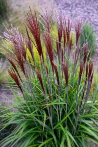 Miskant chiński „Piccolo Rubino” (Miscanthus sinensis)