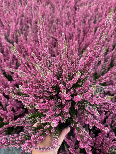 d42d58b8-a225-41d6-a3fe-8f472acc3262.jpeg
