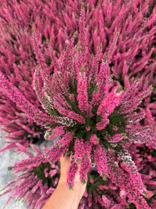 Wrzos Deep pink 