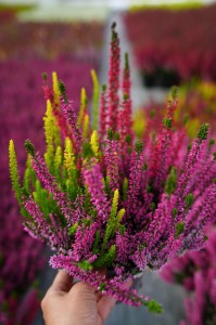 Wrzos Tricolor Purple 