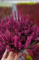bfc79433-c230-4068-a678-f8584a4e6bf5.JPG