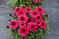 echinacea-sunmagic-vintage-red_4.jpg